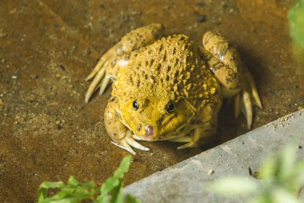Bir Amfibi Hayvan Olan Gölette Yerdeki Kurbağalar — Stok fotoğraf