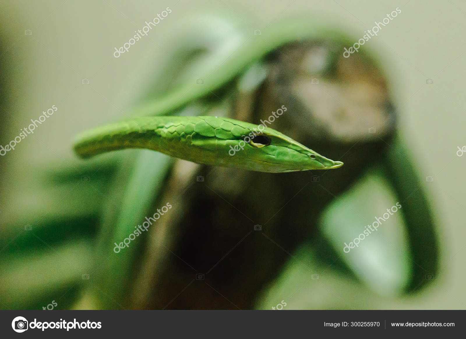 Long Nosed Whip Snake Kind Poisonous Snake Living Most Tree