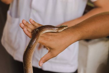 Güneş ışını yılanı benim ellerimde