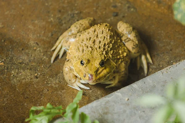 Bir Amfibi Hayvan Olan Gölette Yerdeki Kurbağalar — Stok fotoğraf