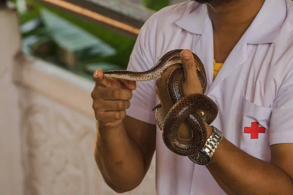 Sunbeam snake on the hands of me