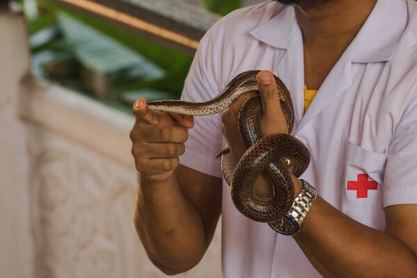 Солнечная змея на моих руках
