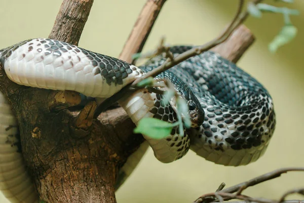 ナジャ シアメンシスは枝の上にある毒を吹きかけることができるコブラは 毒を遠くまで噴霧することができます — ストック写真