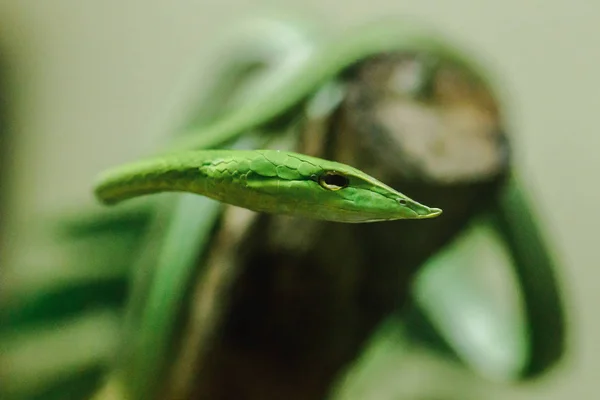 Cobra Chicote Nariz Comprido Uma Espécie Cobra Venenosa Que Vive — Fotografia de Stock