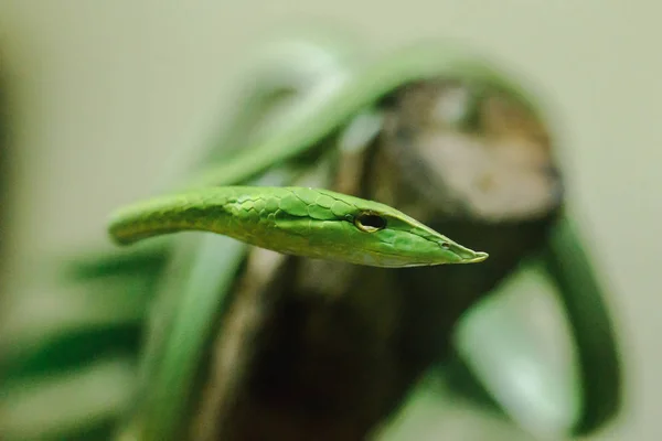 Cobra Chicote Nariz Comprido Uma Espécie Cobra Venenosa Que Vive — Fotografia de Stock