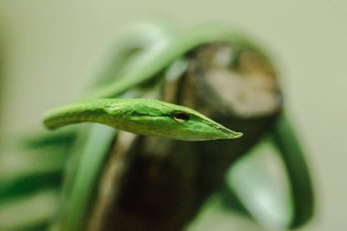 Uzun burunlu kırbaç yılan zehirli yılan bir tür ağaç hayatının en yaşayan