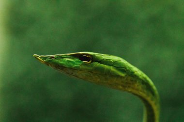 Uzun burunlu kırbaç yılan zehirli yılan bir tür ağaç hayatının en yaşayan