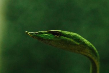 Uzun burunlu kırbaç yılan zehirli yılan bir tür ağaç hayatının en yaşayan