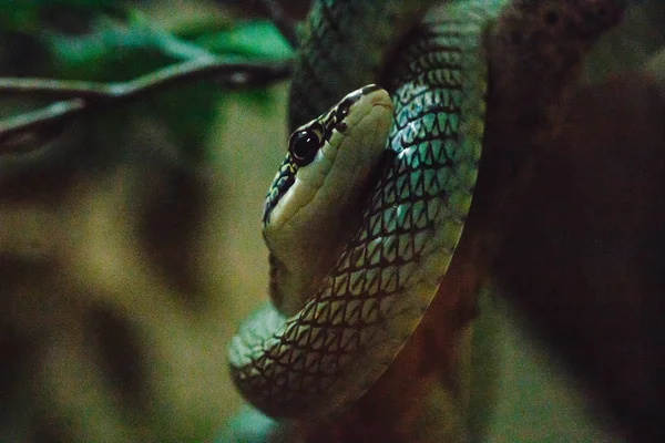 Chrysopelea Ornata Ramo Uma Cobra Com Corpo Esbelto Escalas Verde — Fotografia de Stock