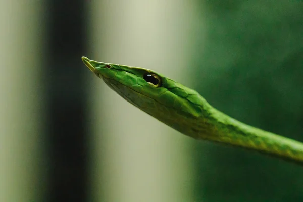 長い鼻のホイップヘビは 木の生活のほとんどを生きる有毒ヘビの一種です — ストック写真
