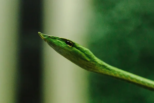 Cobra Chicote Nariz Comprido Uma Espécie Cobra Venenosa Que Vive — Fotografia de Stock