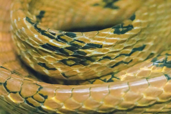 The skin of the dog-toothed cat snake is yellowish brown. Orange brown or reddish brown