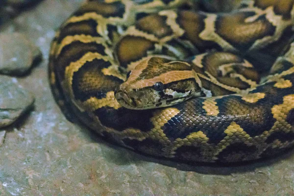 Python Bivittatus Velký Jedovatý Had Jeden Šesti Největších Hadů Světě — Stock fotografie