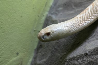 Hayvanat bahçesindeki cam dolaptan bakan beyaz bir kobra.