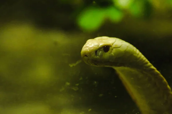 Uma Cobra Branca Olhando Através Armário Vidro Zoológico — Fotografia de Stock