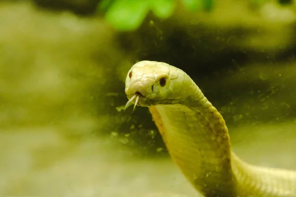 一只白色的眼镜蛇透过动物园的玻璃柜 — 图库照片