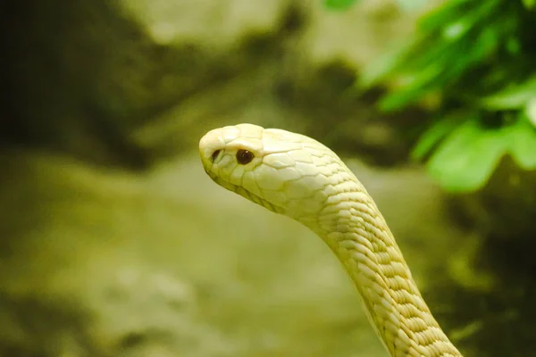 Vit Cobra Tittar Genom Glas Garderoben Djurparken — Stockfoto