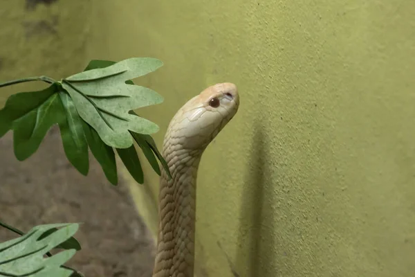 Uma Cobra Branca Olhando Através Armário Vidro Zoológico — Fotografia de Stock