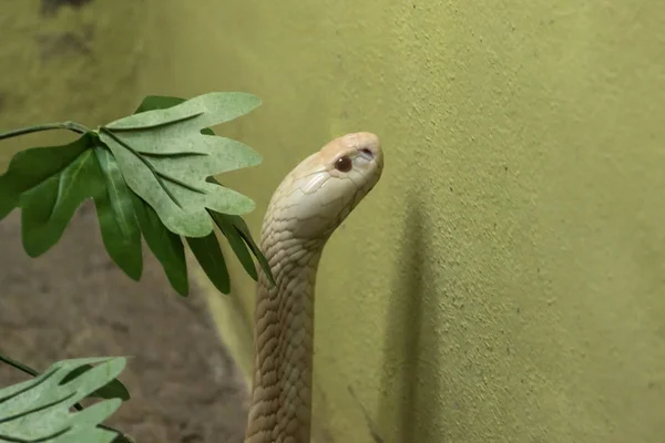 動物園のガラスクローゼットを見る白いコブラ — ストック写真