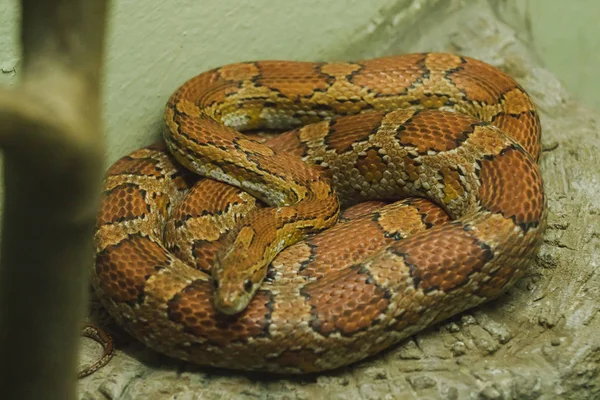 Cobra Milho Rocha Uma Cobra Que Tem Sido Popular Para — Fotografia de Stock