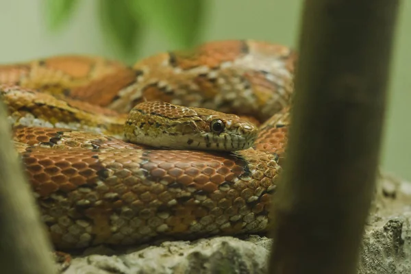 Καλαμπόκι Φίδι Στο Βράχο Είναι Ένα Φίδι Που Είναι Δημοφιλής — Φωτογραφία Αρχείου