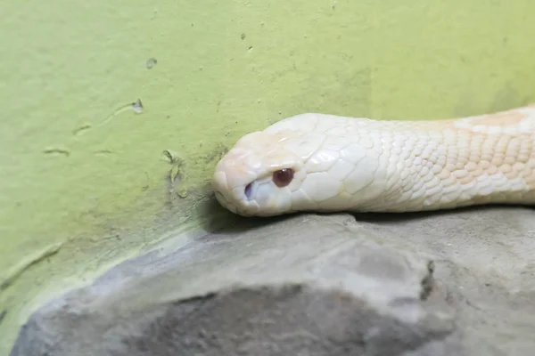 Uma Cobra Branca Olhando Através Armário Vidro Zoológico — Fotografia de Stock