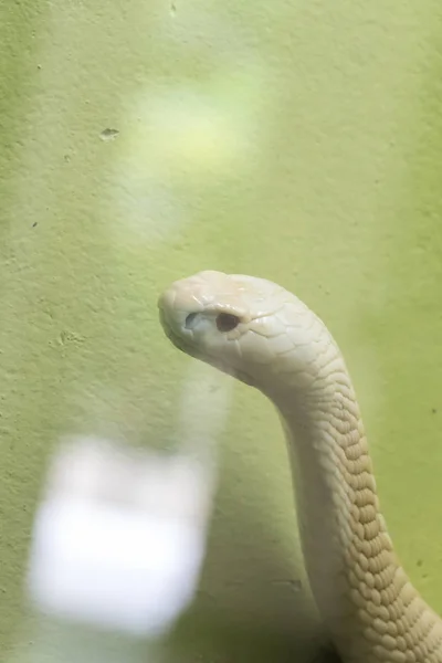 Uma Cobra Branca Olhando Através Armário Vidro Zoológico — Fotografia de Stock