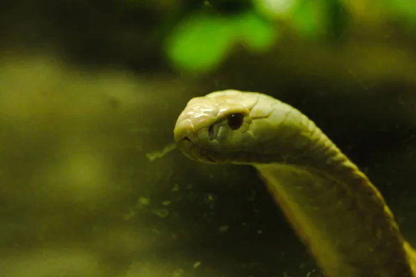 Uma Cobra Branca Olhando Através Armário Vidro Zoológico — Fotografia de Stock