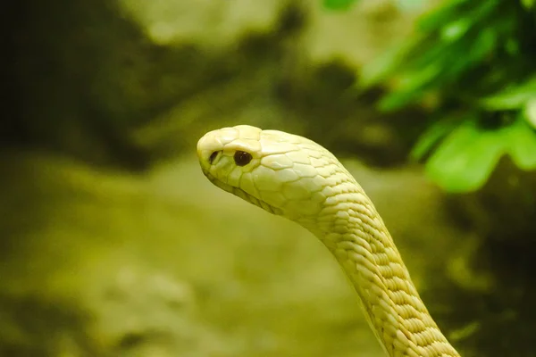 Vit Cobra Tittar Genom Glas Garderoben Djurparken — Stockfoto