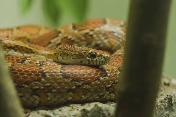 Kukuřičný Had Skále Had Který Oblíbený Pro Vyvolávání Krásných Barev — Stock fotografie