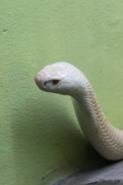 Hayvanat Bahçesindeki Cam Dolaptan Bakan Beyaz Bir Kobra — Stok fotoğraf