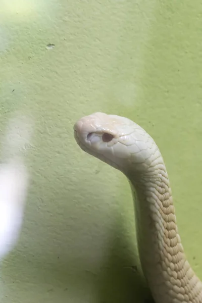 Una Cobra Blanca Mirando Través Del Armario Cristal Zoológico —  Fotos de Stock