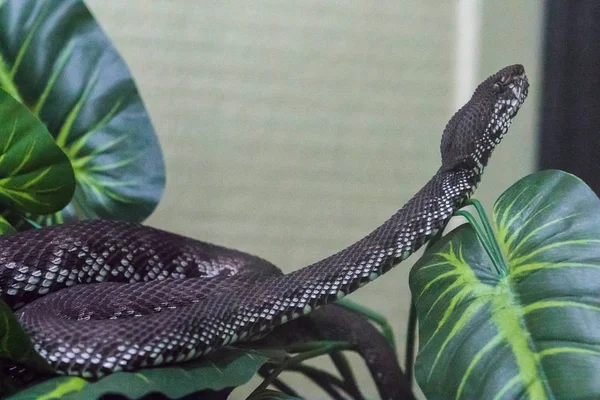 Pitviper Corpo Árvore Tem Padrão Verde Ondulado Uma Grande Cobra — Fotografia de Stock