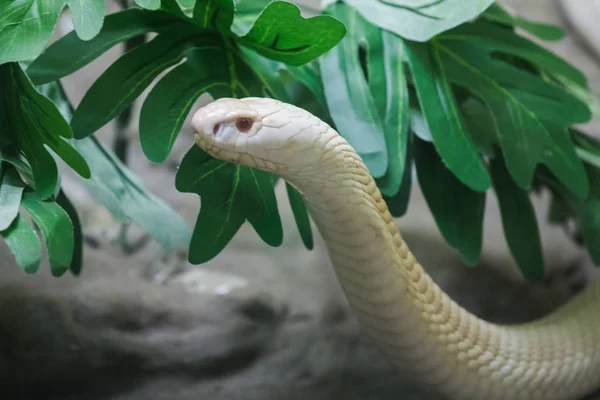 Eine Weiße Kobra Blickt Durch Den Glasschrank Zoo — Stockfoto