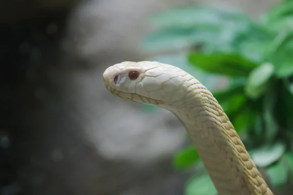 一只白色的眼镜蛇透过动物园的玻璃柜 — 图库照片