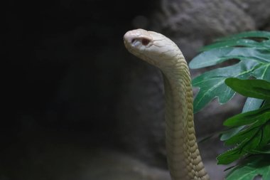 Hayvanat bahçesindeki cam dolaptan bakan beyaz bir kobra.