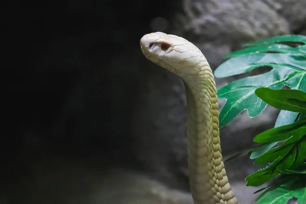 Vit Cobra Tittar Genom Glas Garderoben Djurparken — Stockfoto