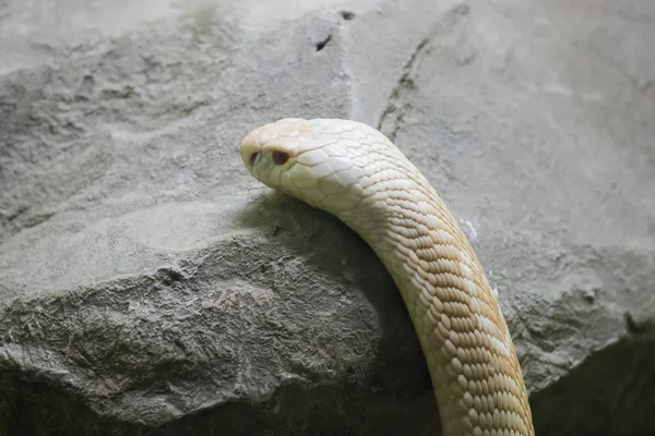 動物園のガラスクローゼットを見る白いコブラ — ストック写真