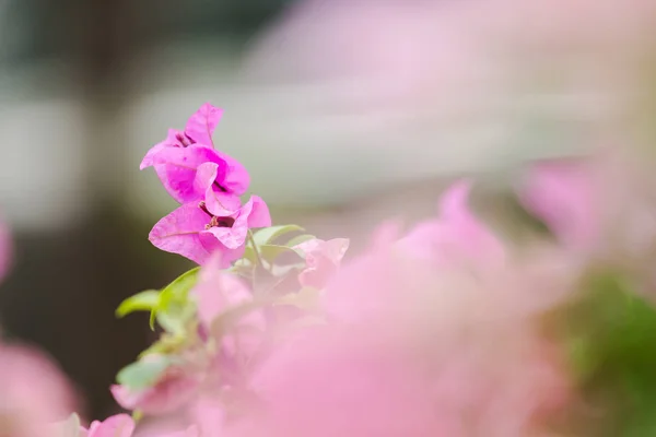 Bougainvillea Klasyfikowane Jako Ozdobne Kwiaty Które Powszechnie Uprawiane Domach — Zdjęcie stockowe