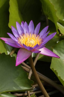 Doğada açan mor nilüfer çiçeği