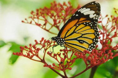Kırmızı bir çiçek üzerinde Nektar emme Danaus chrysippus.