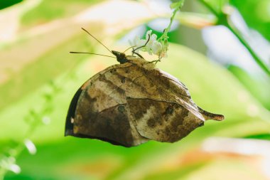 Doleschallia beyaz bir çiçek üzerinde tatlı su emiyor.