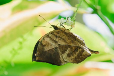 Doleschallia beyaz bir çiçek üzerinde tatlı su emiyor.