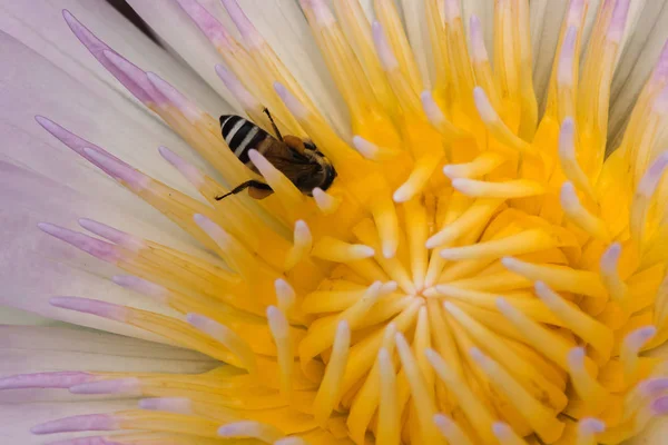 Biene Einem Violetten Lotus Der Der Natur Blüht — Stockfoto