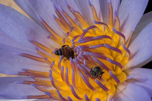 Včela Fialového Rozkvětu Přírodě — Stock fotografie