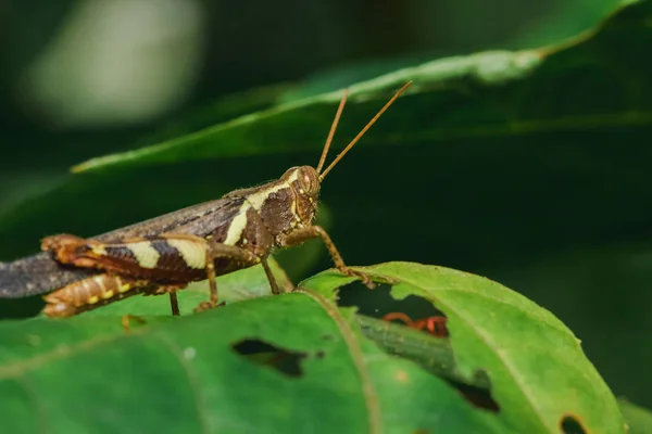 Caelifera Marrom Nas Folhas Natureza — Fotografia de Stock