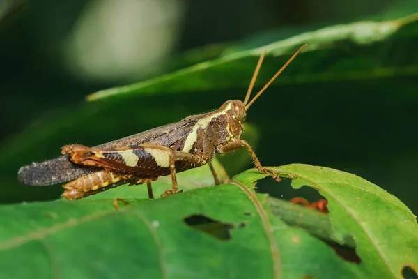 Caelifera Brun Sur Les Feuilles Dans Nature — Photo