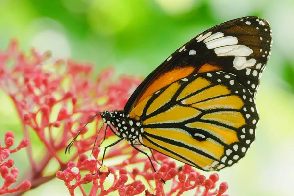 Kırmızı bir çiçek üzerinde Nektar emme Danaus chrysippus.