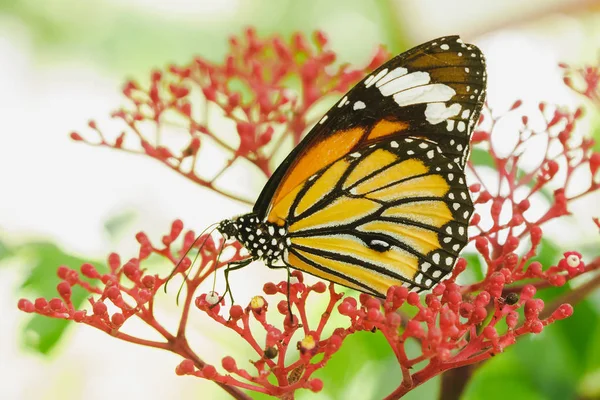 Kırmızı bir çiçek üzerinde Nektar emme Danaus chrysippus.