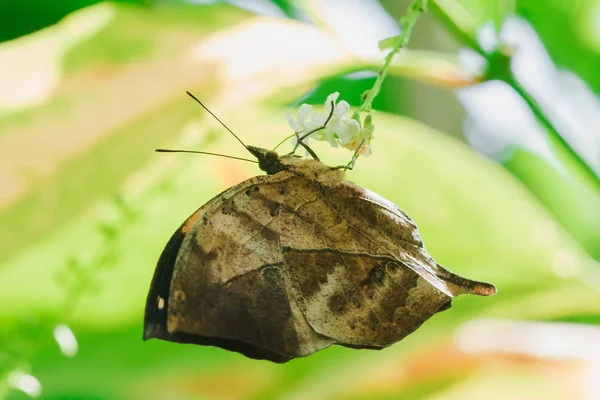 Doleschallia beyaz bir çiçek üzerinde tatlı su emiyor.